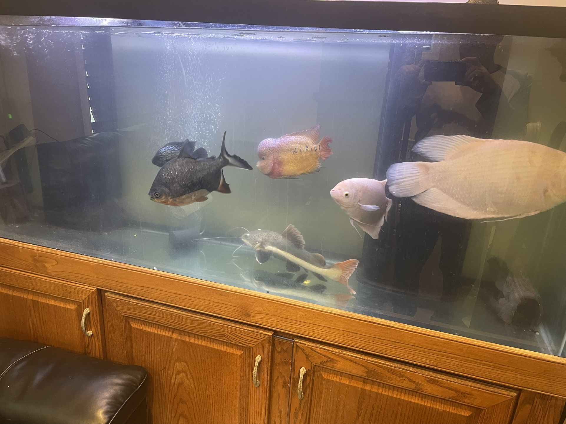 160 Gallon Complete Drilled Fish Tank Set Up