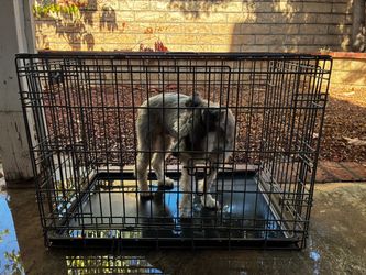 Dog crate (medium side)