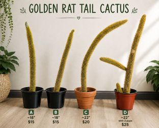 Long Trailing Golden Rat Tail Cactus