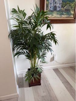 Plant (tree)