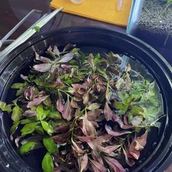 Ludwigia Ovalis Aquarium Plant (10 Stems)