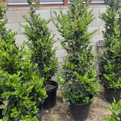 Texas Privet (Wax Leaf private) 