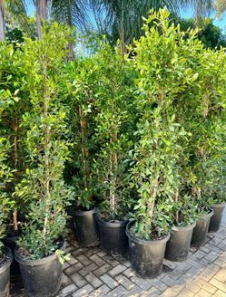 🍃Ficus Hedge🍃