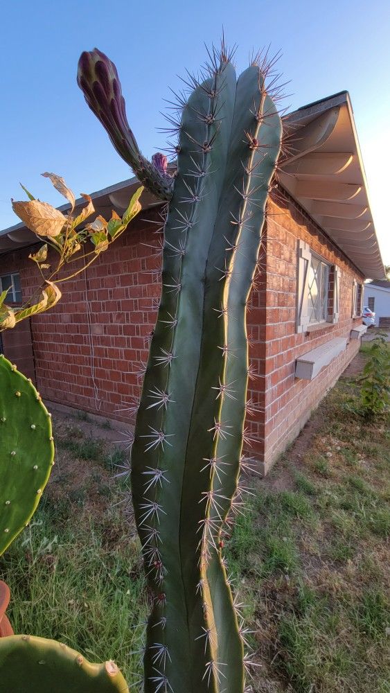 Stenocereus huastecorum / Pitaya Cactus - Fruiting Plants