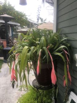 Tropical flowers "bromeliads