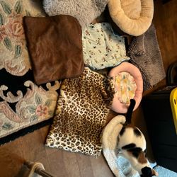 Cat Beds And Blankets