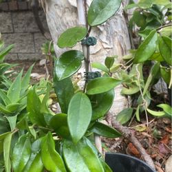 Hoya Plants 