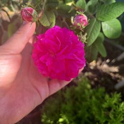 $10 Very Fragrant, Rose 🌹 