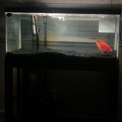 40 Gallon Full Setup