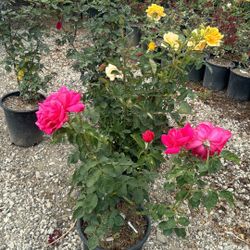 Big Rose Bush 5gallon 