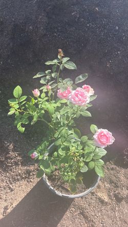 Rosal