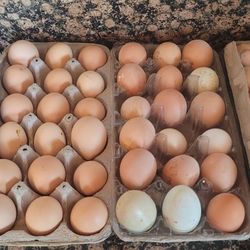Chicken Eggs