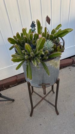 Galvanized Tub Planter with Cacti and Succulents