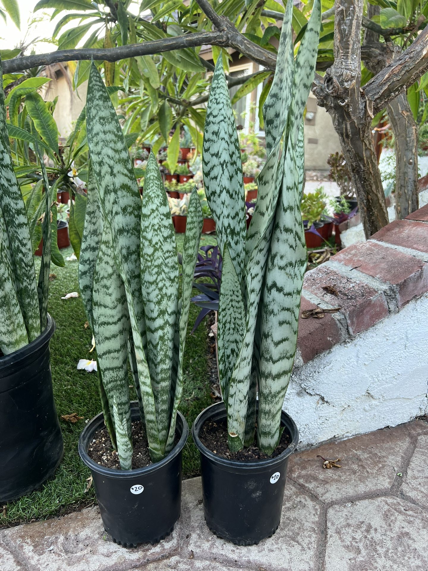 Snake Plants In 1 Gallon Pots 