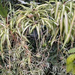 Spider Plants In A Pot Decorative Easy To Grow 