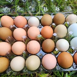 Farm Fresh Chicken Eggs!