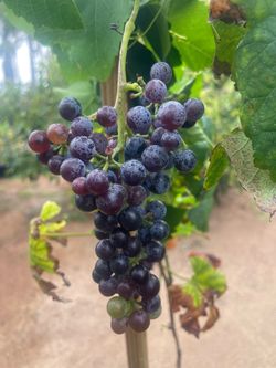 Grape Vines- Blueberry Plants- Blackberry Plants- Boysenberry Plants- Strawberry Plants- Gooseberry Plants- Currant Berry Plants