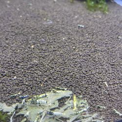 Black Galaxy ( Pick Up Only ) Everett Wa 98204