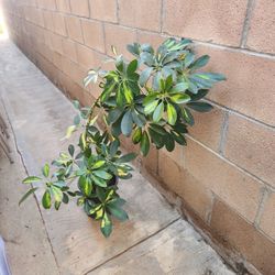 Humbrella Varigated Plant