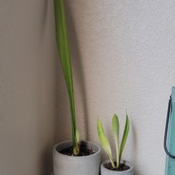 Young Snake Plant / Cement Pot