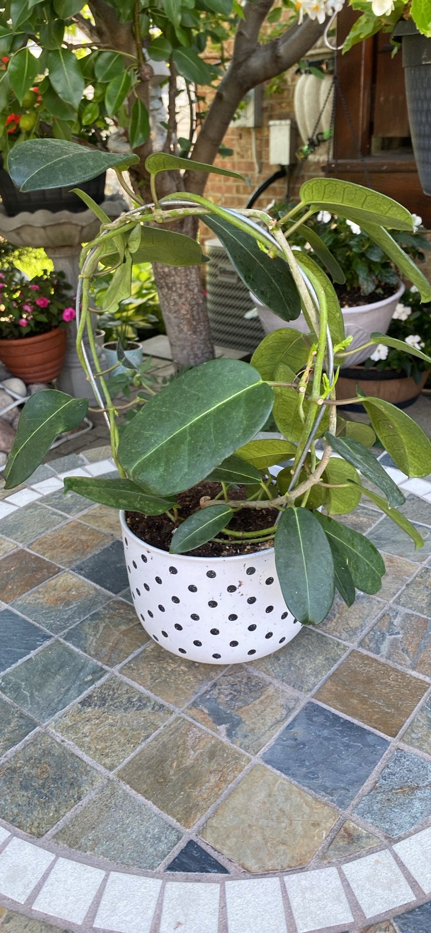 House Plant