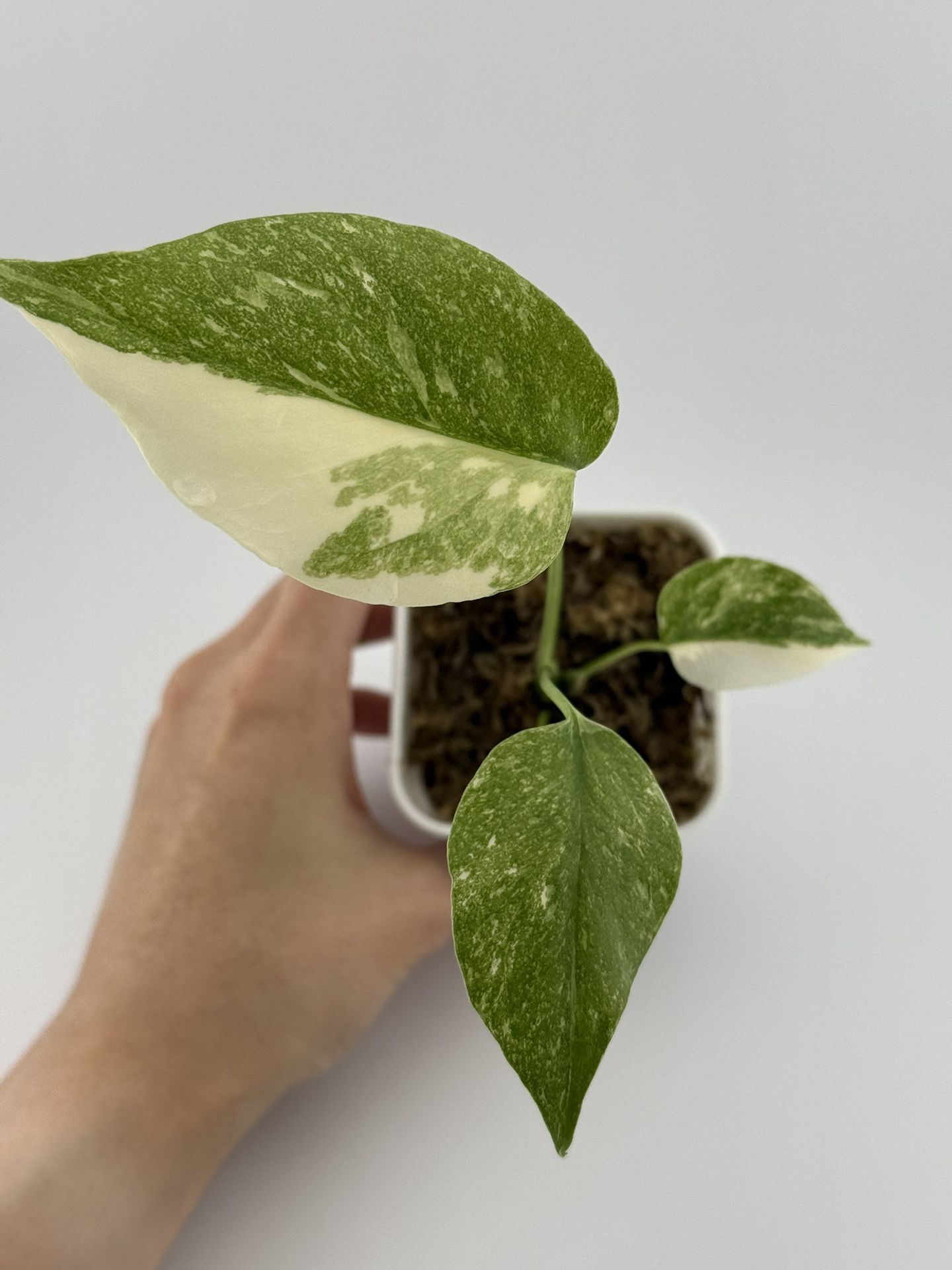 Monstera Thai Constellation