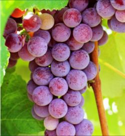 Grape   Vine
