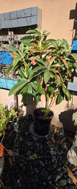 4 ft tall Lowquot tree
