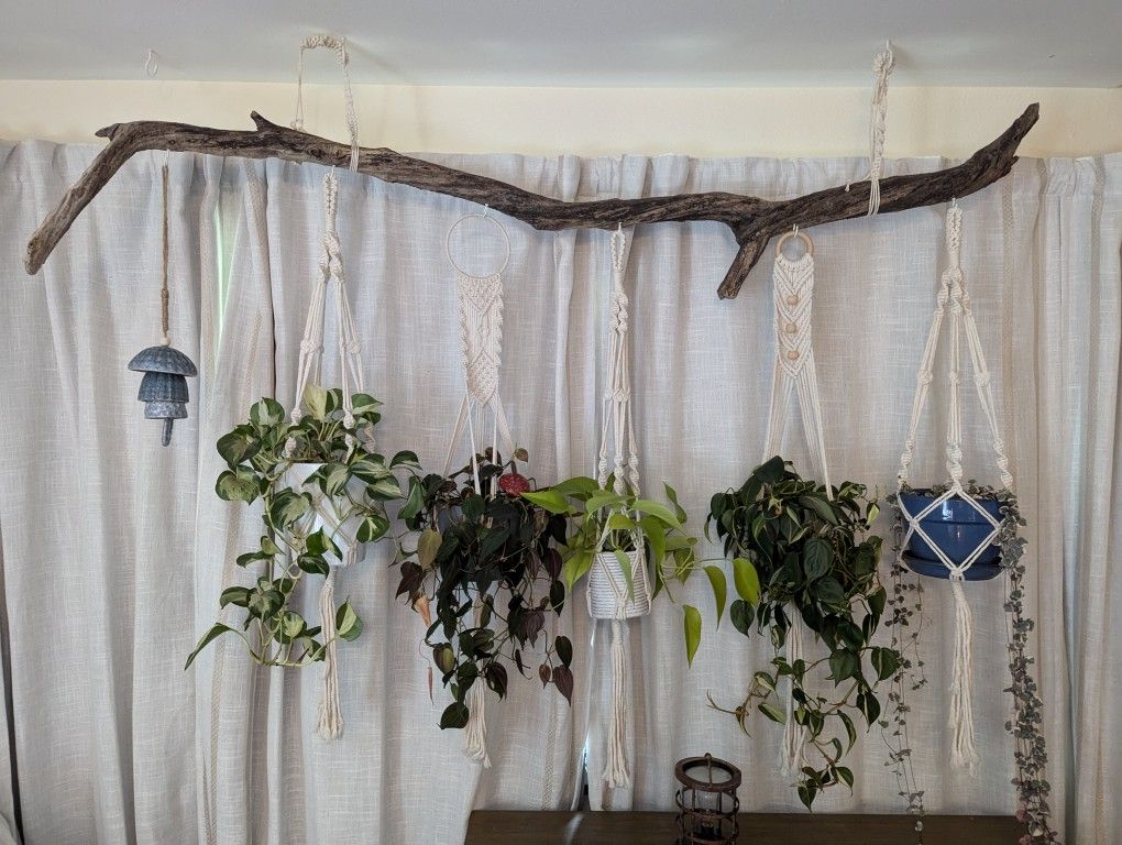 Homemade Driftwood Plant Hanger
