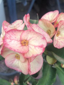  Corona De Cristo Baby Paton Chay