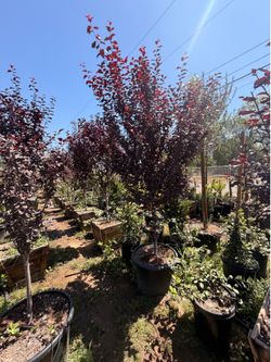 Purple plums 24 gal