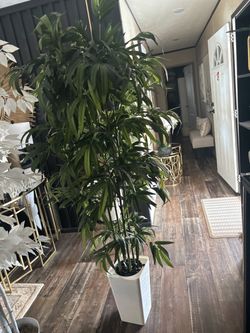 Beautiful 🌳