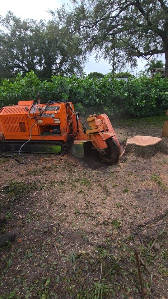 Stump Grinding. Molemos Tronco Y Ra ices