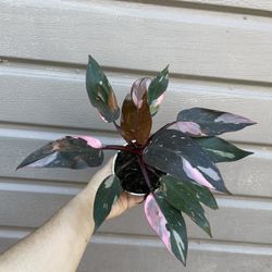 4” pink princess philodendron