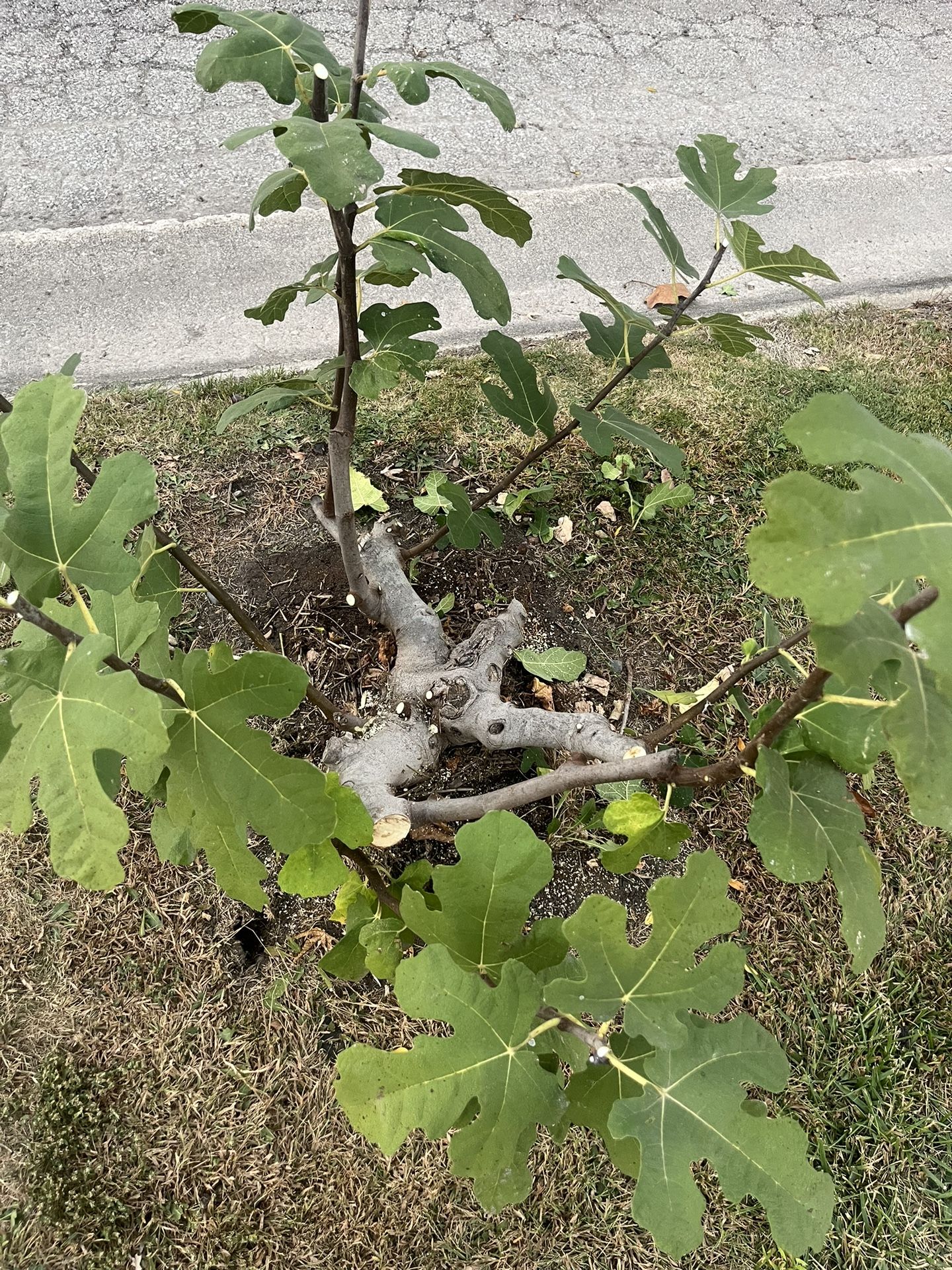 Italian Fig Tree