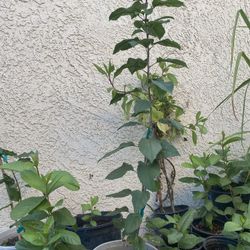 Plantas De Manzana Verde En Maceta Dé Tres Galones 