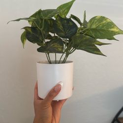 Fake Plants 