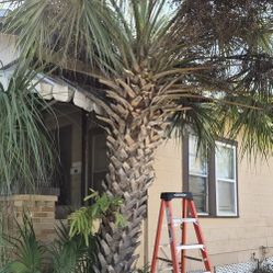 Free Cabbage Palm