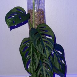 Monstera Adansonii/ Swiss Cheese Plant