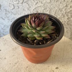 4 Inch Pot Succulent Plant - Sempervivum Appletini - Mountain Houseleek - Rooted & Stablished - Drought Resistant 🪴 