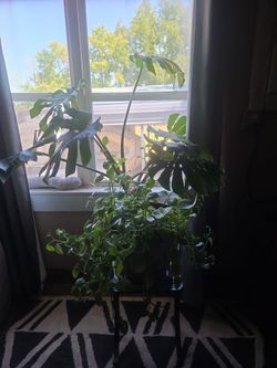 Monstera with Hoyas