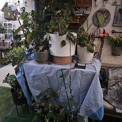 House plants