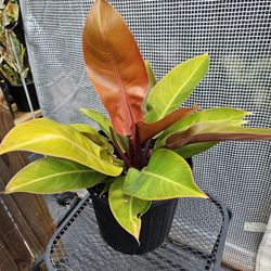 Philodendron Prince of Orange plant in a  3gallons pot