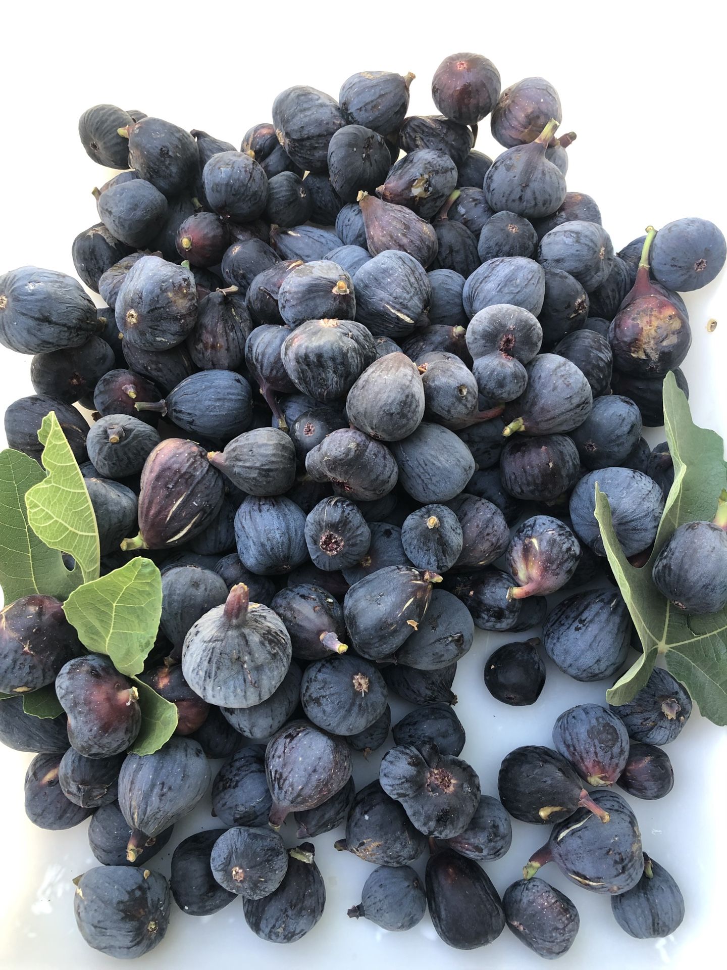 Fresh Figs 2022 Harvest