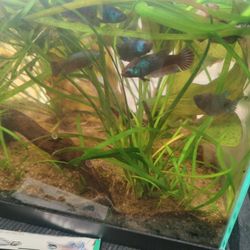 Betta Tank Decor
