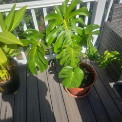 Monstera Deliciosa