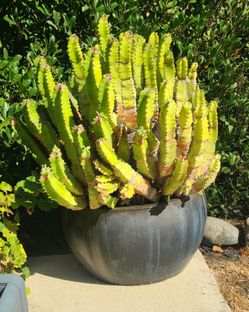 Cactus In large black ceramic Pot