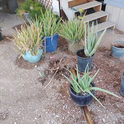 Aloe Vera Plants
