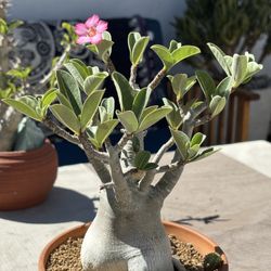 Adenium obesum (Desert Rose) 