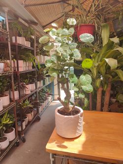 Aralia Fabian Stump Tree